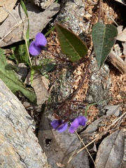 Glycine tabacina