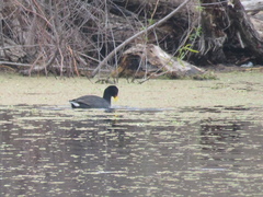 Fulica rufifrons