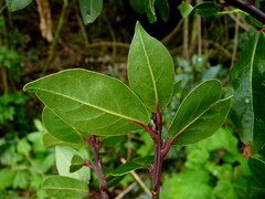 Laurus nobilis