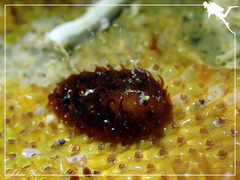 Madrella ferruginosa