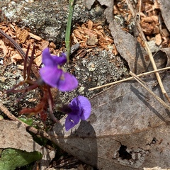 Glycine tabacina