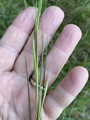 Andropogon virginicus