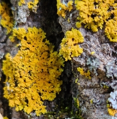 Xanthomendoza ulophyllodes