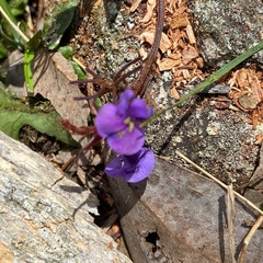 Glycine tabacina