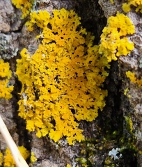 Xanthomendoza ulophyllodes