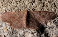 Leptostales pannaria