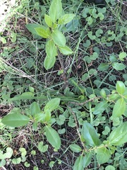 Rhamnus alaternus