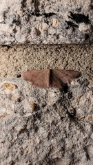 Leptostales pannaria