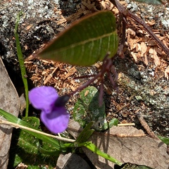 Glycine tabacina