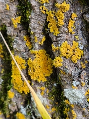 Xanthomendoza ulophyllodes