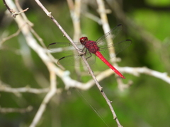 Orthemis discolor