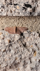 Leptostales pannaria