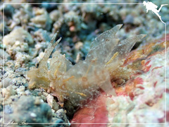 Eubranchus ocellatus