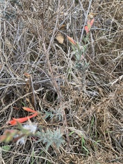 Epilobium canum