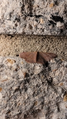 Leptostales pannaria