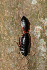 Opisthoplatia orientalis