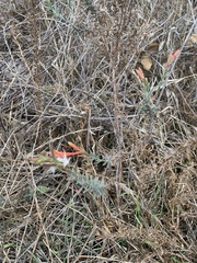 Epilobium canum