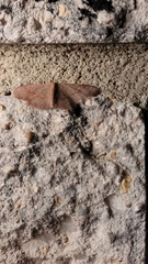 Leptostales pannaria