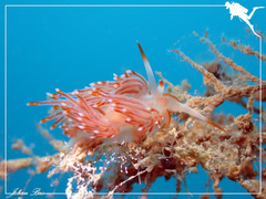 Sakuraeolis nungunoides