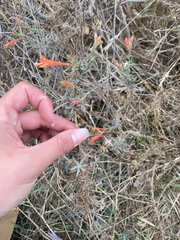 Epilobium canum