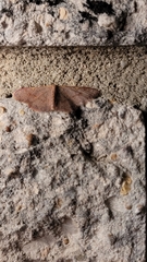 Leptostales pannaria