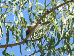 Myiagra rubecula
