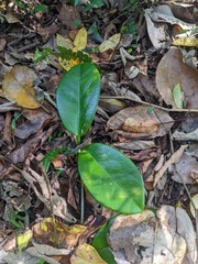 Hoya australis australis