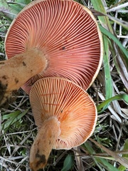 Lactarius thyinos