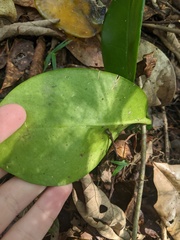 Hoya australis australis