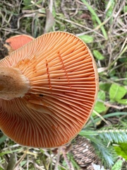 Lactarius thyinos