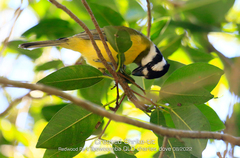 Falcunculus frontatus