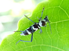 Chlorophorus curtisi