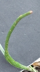 Thelymitra antennifera