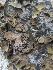 Umbilicaria muhlenbergii