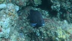 Parma oligolepis