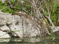 Crocodylus moreletii