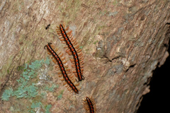 Helicorthomorpha holstii