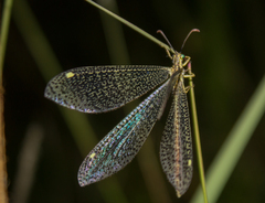 Brachynemurus versutus