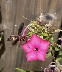 Euodynerus crypticus