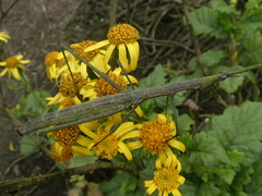 Proscopiidae