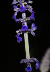 Salvia lavanduloides