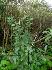 Laurus nobilis