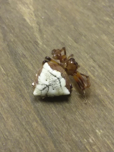 Arrowhead Orbweaver, 178 Pellum Rd, Starkville, MS 39759, USA, photo 6 of 10