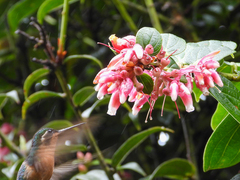 Lampornis castaneoventris