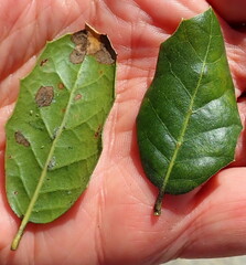 Quercus agrifolia agrifolia