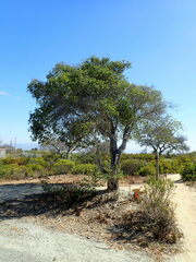 Quercus agrifolia agrifolia