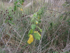 Abutilon grandifolium