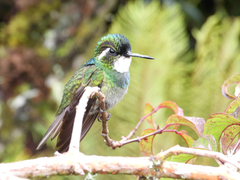 Lampornis castaneoventris