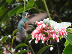 Lampornis castaneoventris