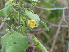 Abutilon grandifolium